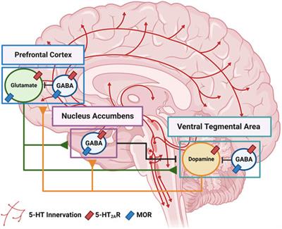 μ-opioid receptor agonists and psychedelics: pharmacological opportunities and challenges